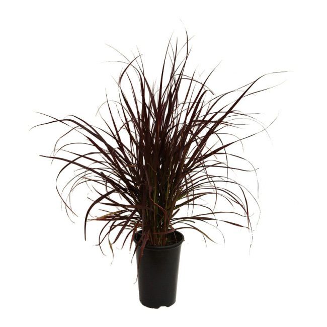 Pennisetum græs C2