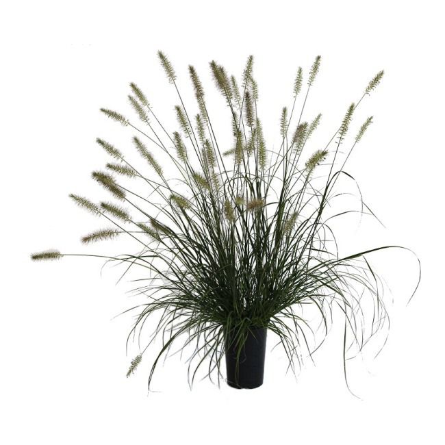 Pennisetum græs C2