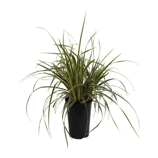 Carex græs i pot C2