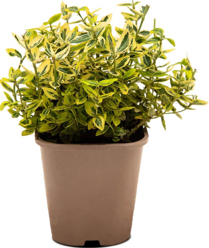 Trædepiletræ Emerald and Gold Verve 2 l