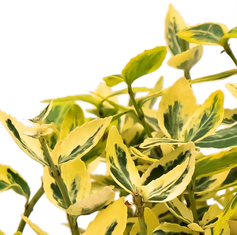 Trædepiletræ Emerald and Gold Verve 2 l