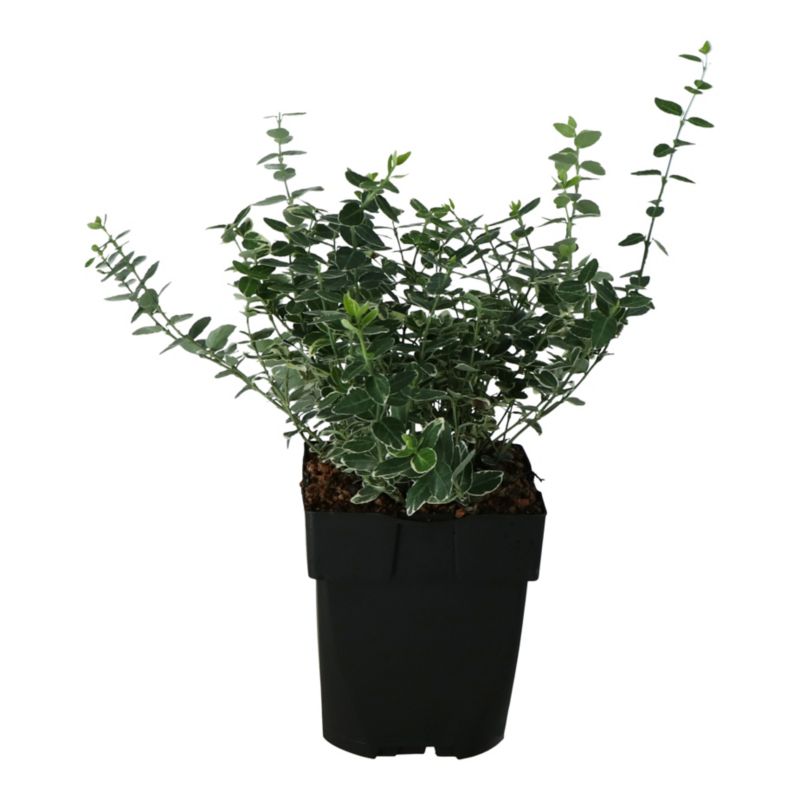 Trædepiletræ Emerald Gaiety Verve 2 l