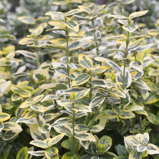 Trædebær (Euonymus) i varianter 2L