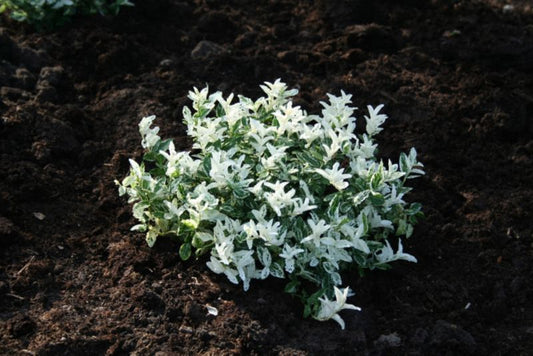 Trædepile Harlequin Verve 2 l