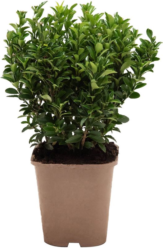 Trædebregne Microphyllus 2 2 l