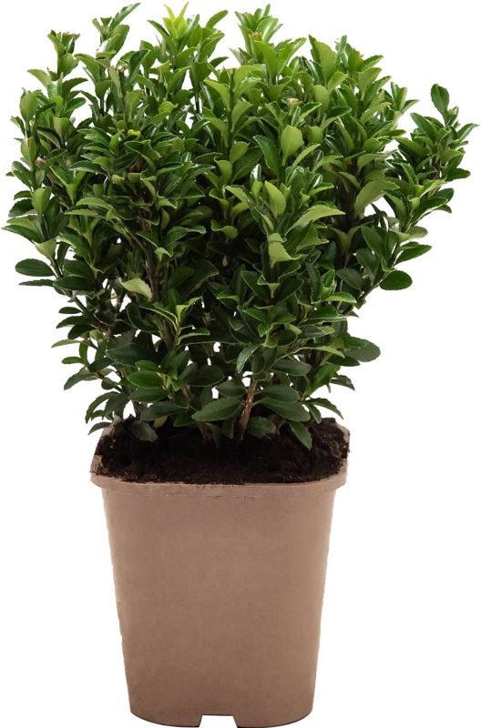 Trædepile Microphyllus 2 l
