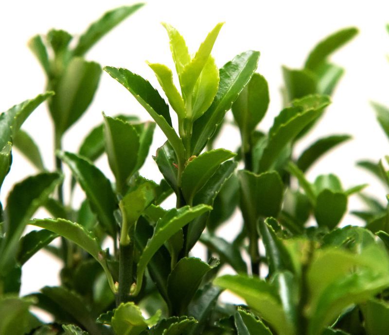 Trædepile Microphyllus 2 l