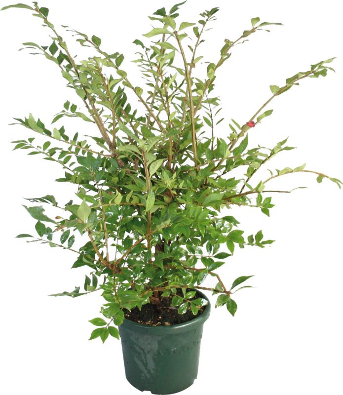 Trædebregne Verve 50-70 cm