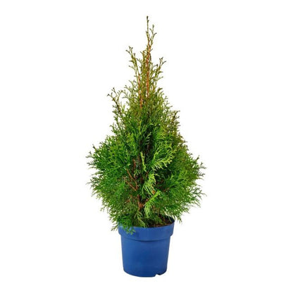 Tuja smaragd C1,5L