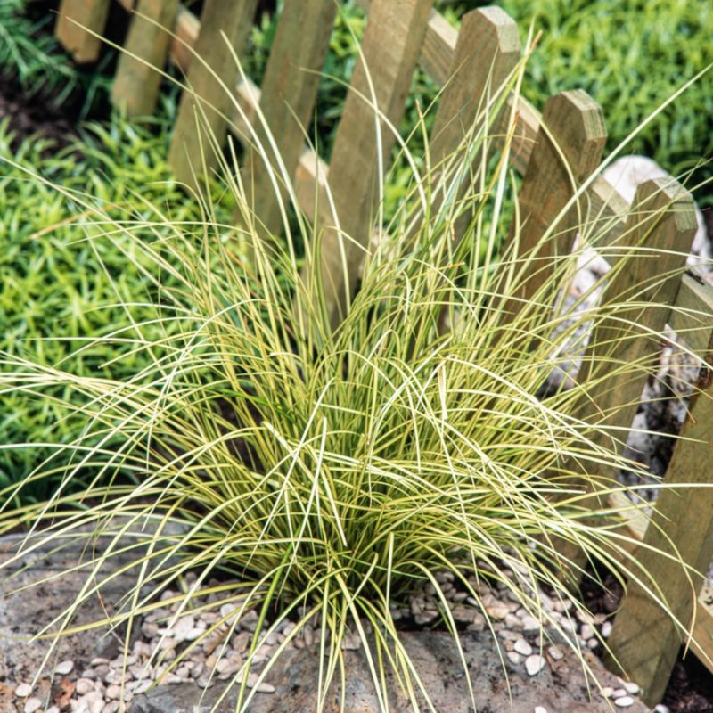 Turzyca Jenneke Verve 10,5 cm