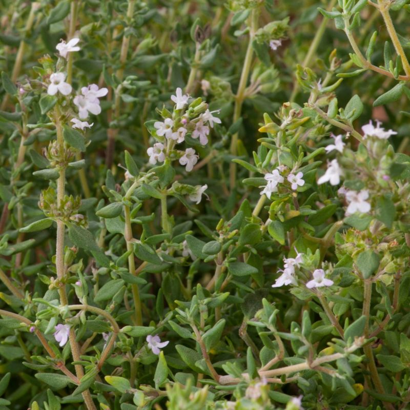 Timianplante i potte 13 cm
