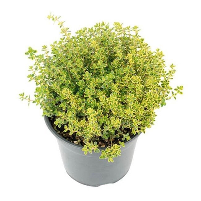 Timian (Thymus vulgaris) potte 14 cm