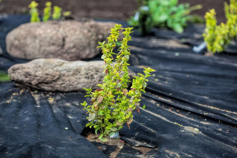 Ukrudtsdug 1,5x10 m 150 g/m² Sort 15 m²