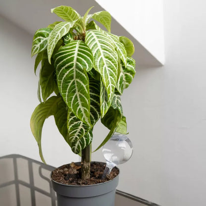 Vandingskugler 12 cm Hvid 6 Stk.
