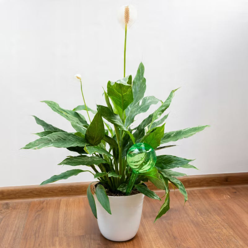 Vandingskugler 24 cm 250 ml Grøn 2 Stk