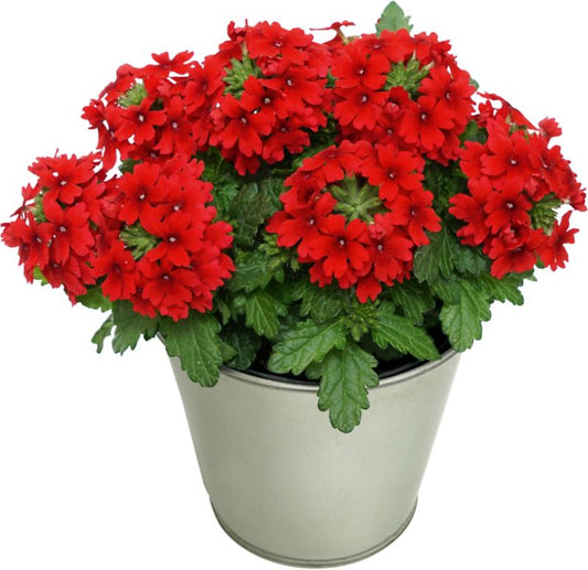 Verbena Lanai 10,5 cm