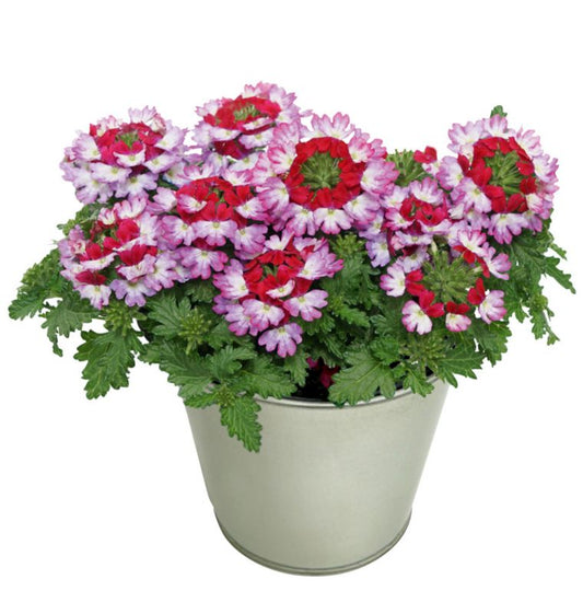 Verbena Mix 13 cm
