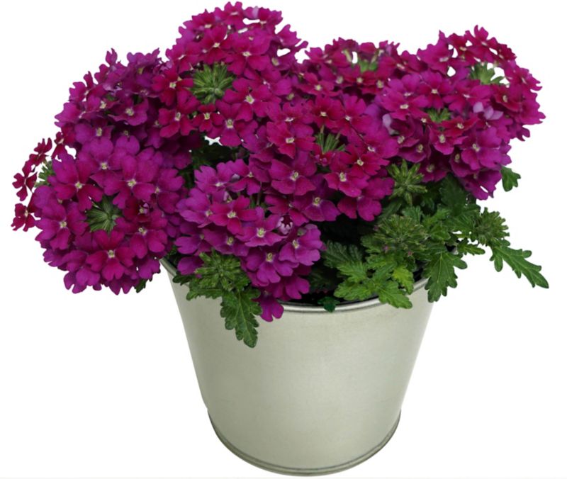 Verbena Mix 13 cm