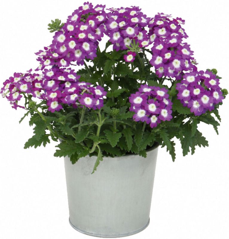 Verbena Verve mix i potte 13 cm højde 22 cm