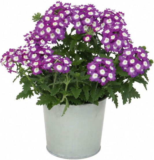 Verbena Verve mix i potte 13 cm højde 22 cm