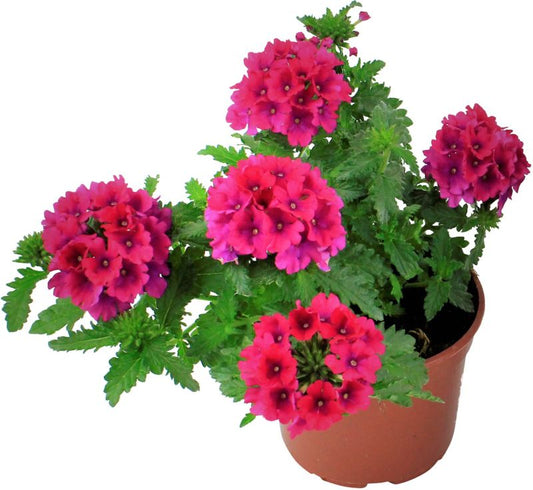 Verbena Verve enkeltplante 10,5 cm