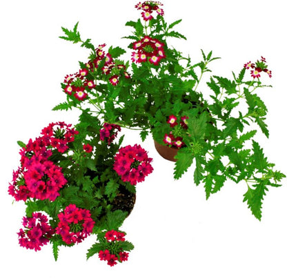 Verbena Verve enkeltplante 10,5 cm