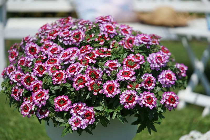 Hængende verbena 10,5 cm