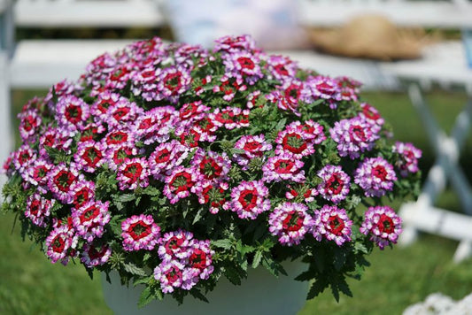 Hængende verbena 10,5 cm