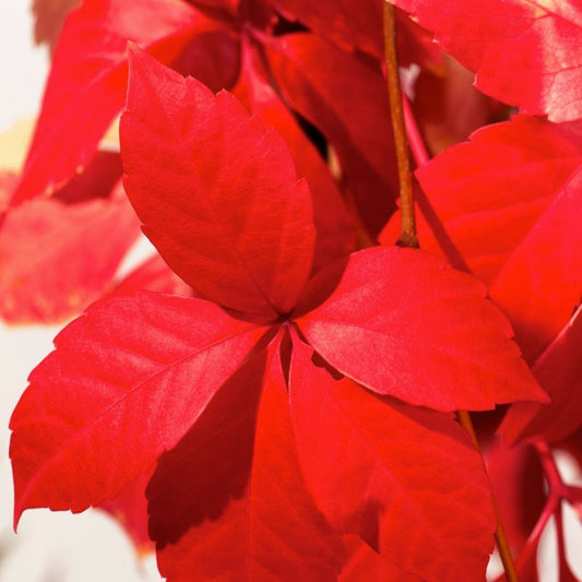 Winobluszcz Red Wall Verve 2 l