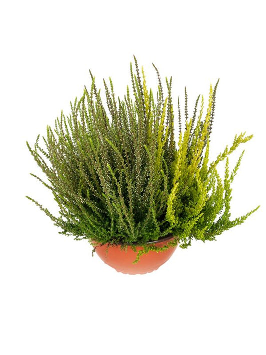 Erica i potte 23 cm