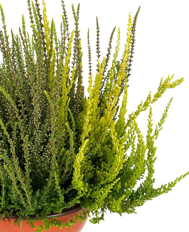 Erica i potte 23 cm