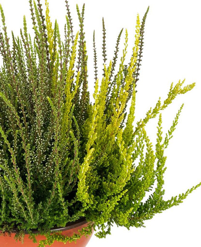 Erica i potte 23 cm