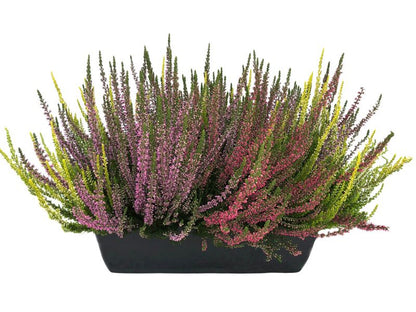 Erica i potte 40 cm