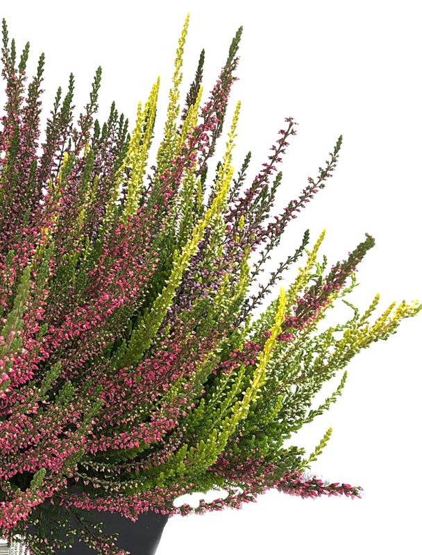 Erica i potte 40 cm