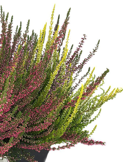 Erica i potte 40 cm