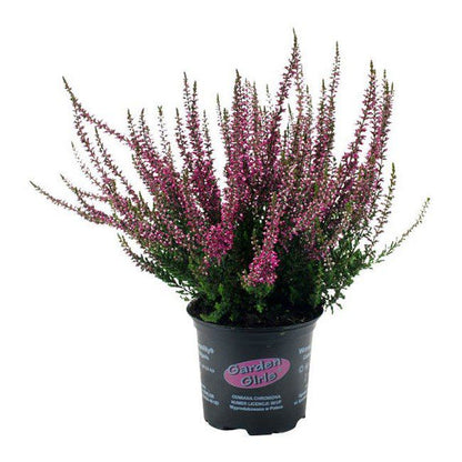 Calluna-plante 11 cm