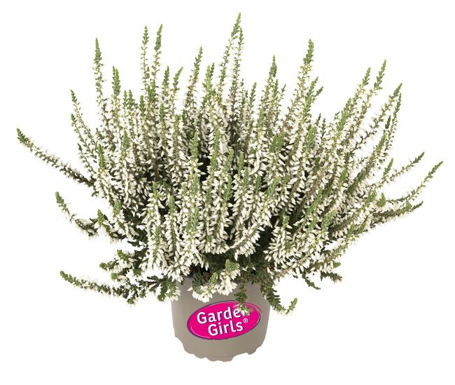 Calluna-plante 11 cm