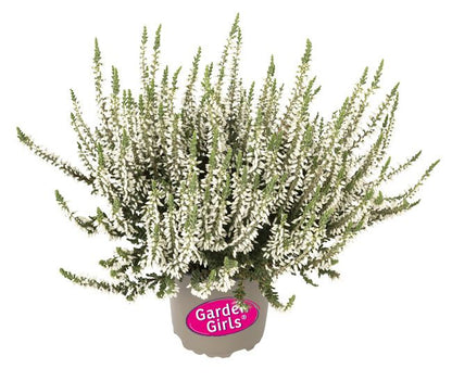 Calluna-plante 11 cm