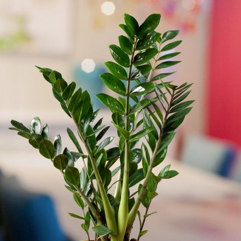 Zamioculcas Zamiifolia Verve 14 cm