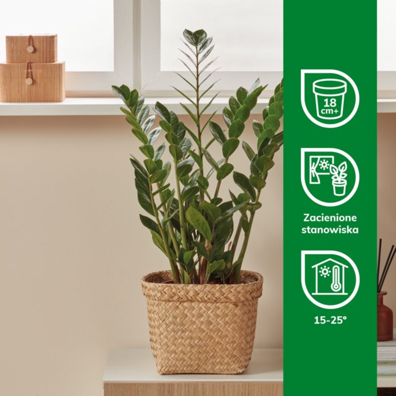 Zamiokulkas GoodHome 17 cm