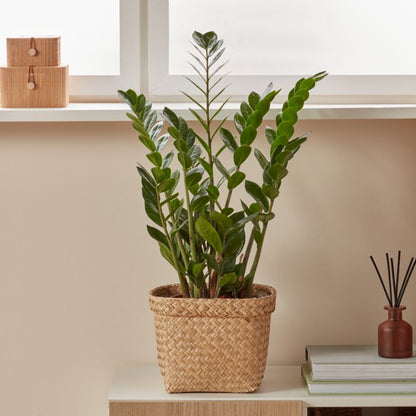 Zamiokulkas GoodHome 17 cm