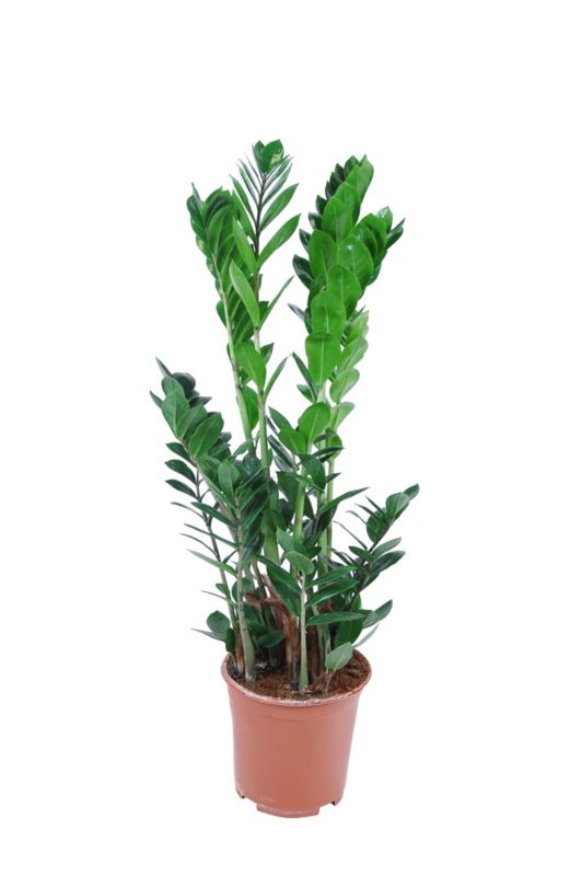 Zamiokulkas GoodHome 17 cm