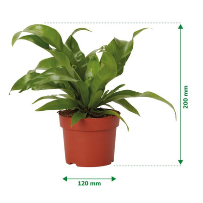 Stjerneformet bregne 12 cm