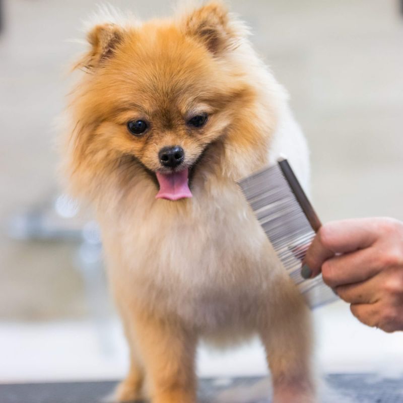 Springos hundeklippesæt med 4 grooming-sakse, kam, olie, klud og etui – 1 sæt