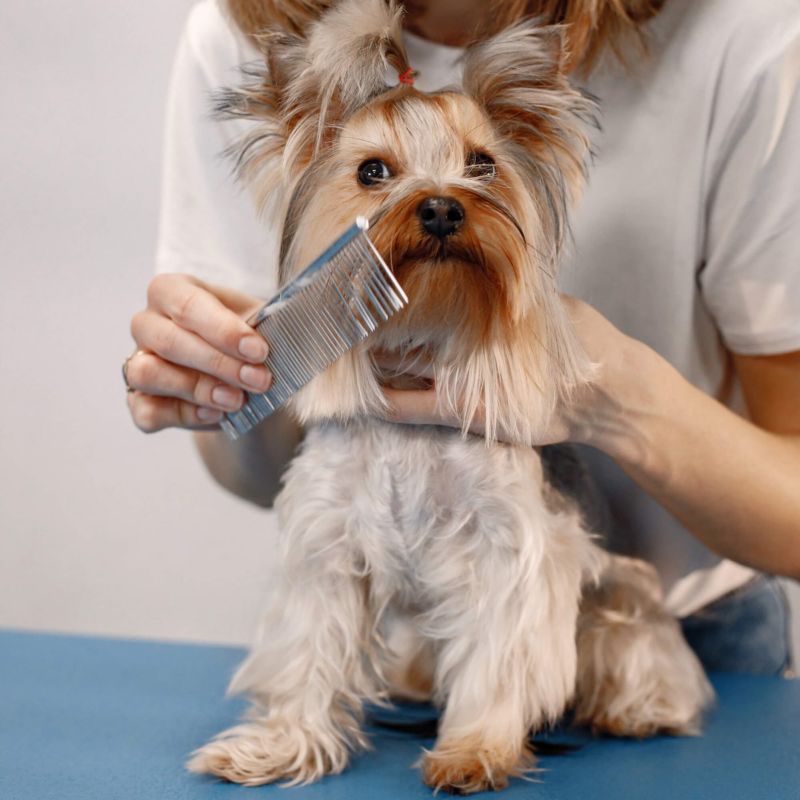 Springos hundeklippesæt med 4 grooming-sakse, kam, olie, klud og etui – 1 sæt