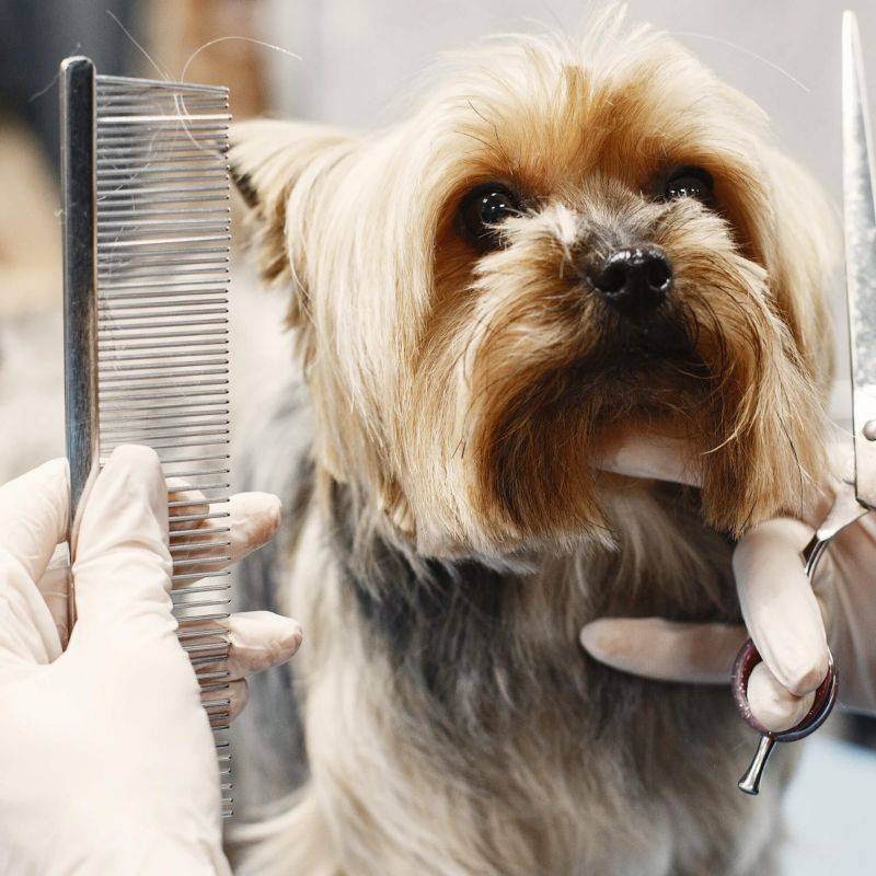 Springos hundeklippesæt med 4 grooming-sakse, kam, olie, klud og etui – 1 sæt