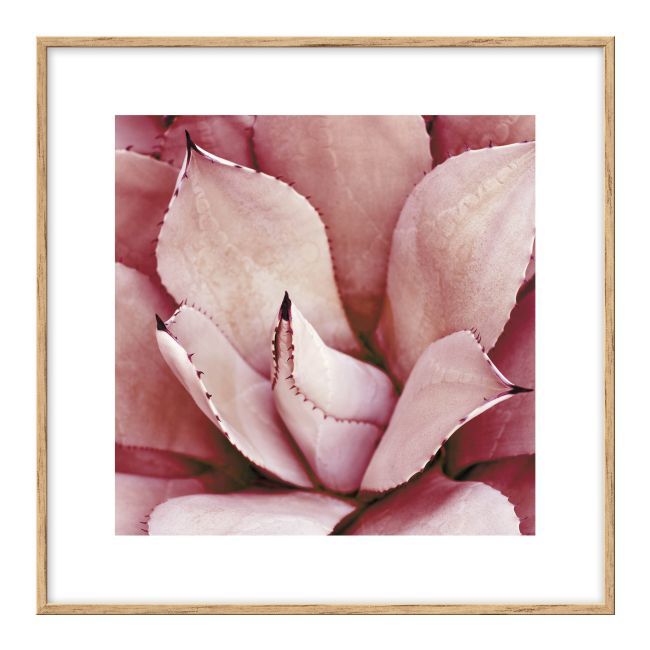 Sæt med billeder Palme og kaktusser 20 x 20 cm, 3 stk.