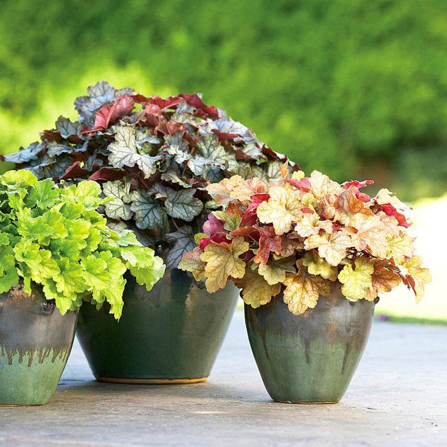 Heuchera Delta Dawn