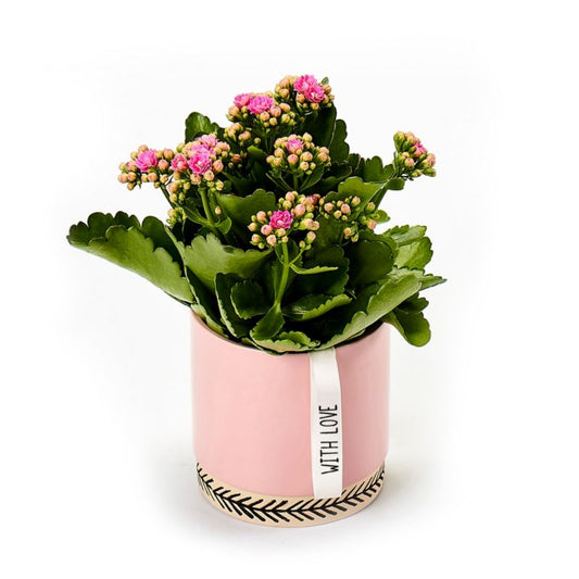 Kalanchoe i keramisk potte 12 cm