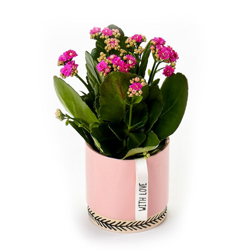 Kalanchoe i keramisk potte 12 cm